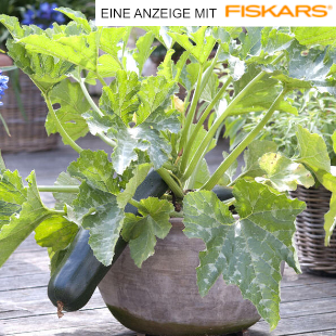 Zucchini im Topf anbauen: Geht das und wenn ja, wie?