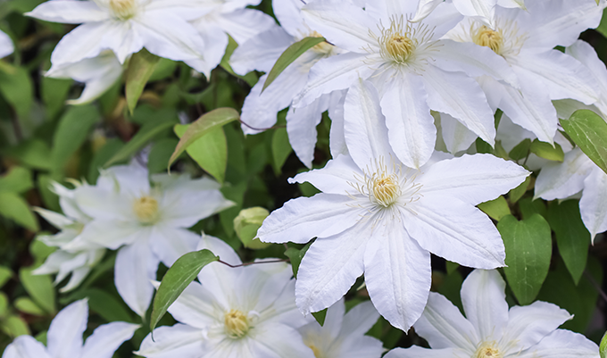 Pflanzen mit weißen Blüten