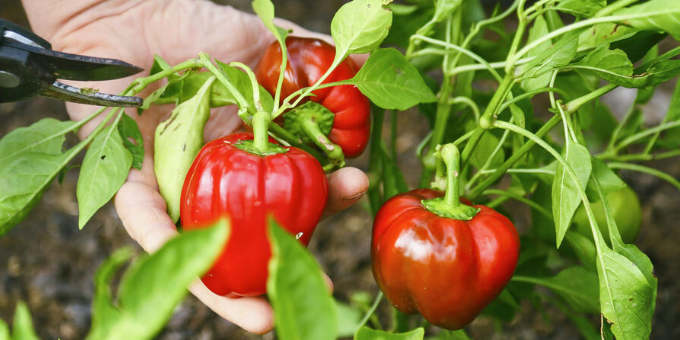 Paprika anbauen: 3 Tricks, die sonst nur Profis kennen