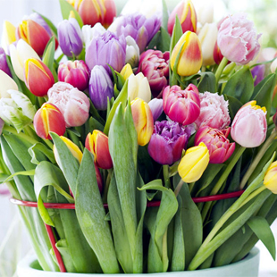 So bleiben Tulpen in der Vase lange frisch