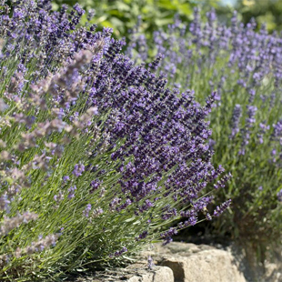 Lavendel verblüht? Das sollten Sie jetzt tun