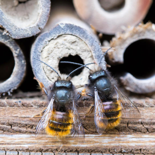 Wildbienenhotel für den Garten