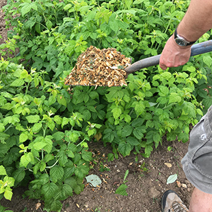 Für eine gute Ernte: Beerensträucher mulchen