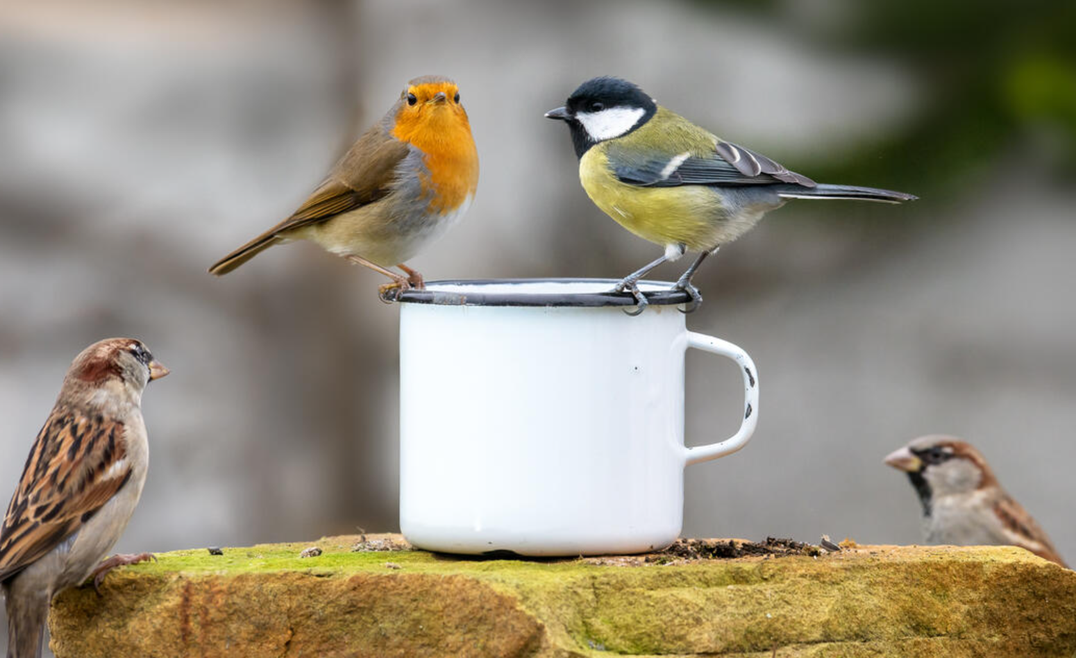 Vögel an Tasse