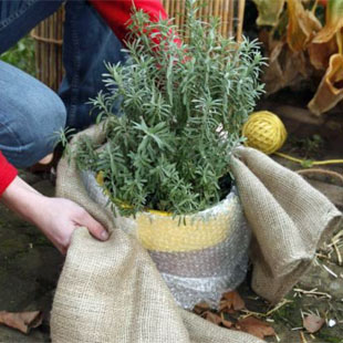 Lavendel überwintern