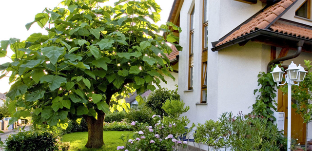 So finden Sie den perfekten Hausbaum