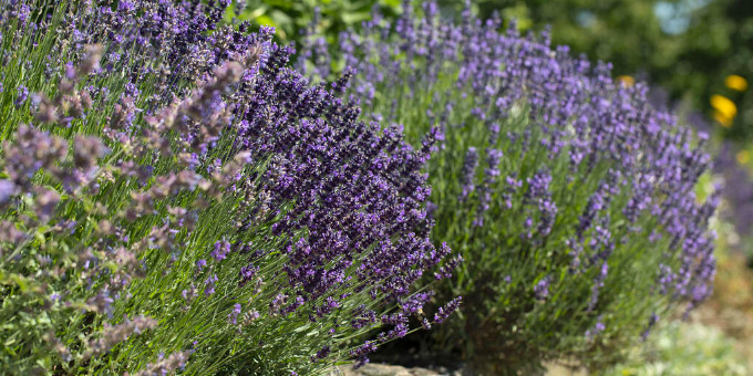 Lavendel verblüht? Das müssen Sie jetzt tun