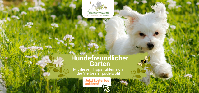 Podcast Grünstadtmenschen Hundefreundlicher Garten