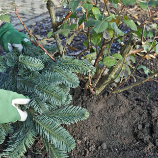 Winterschutz-Tipps für den Garten