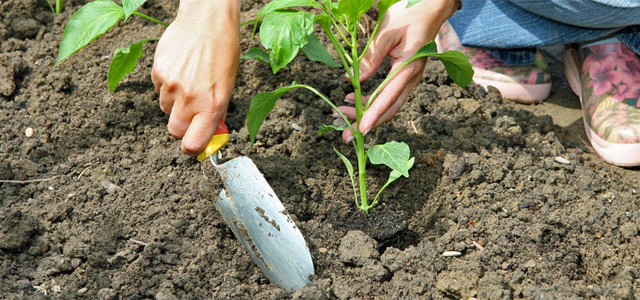 Die 3 wichtigsten Gartenarbeiten im Mai