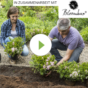 Beeteinfassung aus Bloombux pflanzen