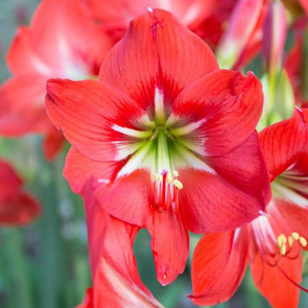 Amaryllis pflegen