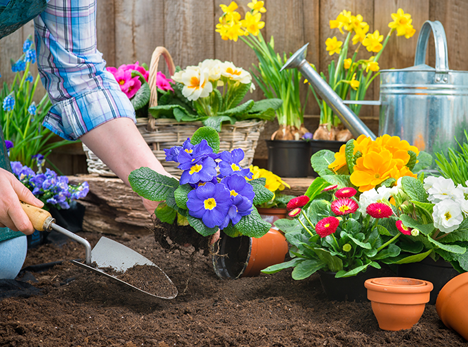 mein schöner Garten Shop