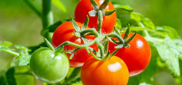 6 Profitipps für die Tomatenpflege