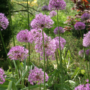 Gartentipps Ziergarten