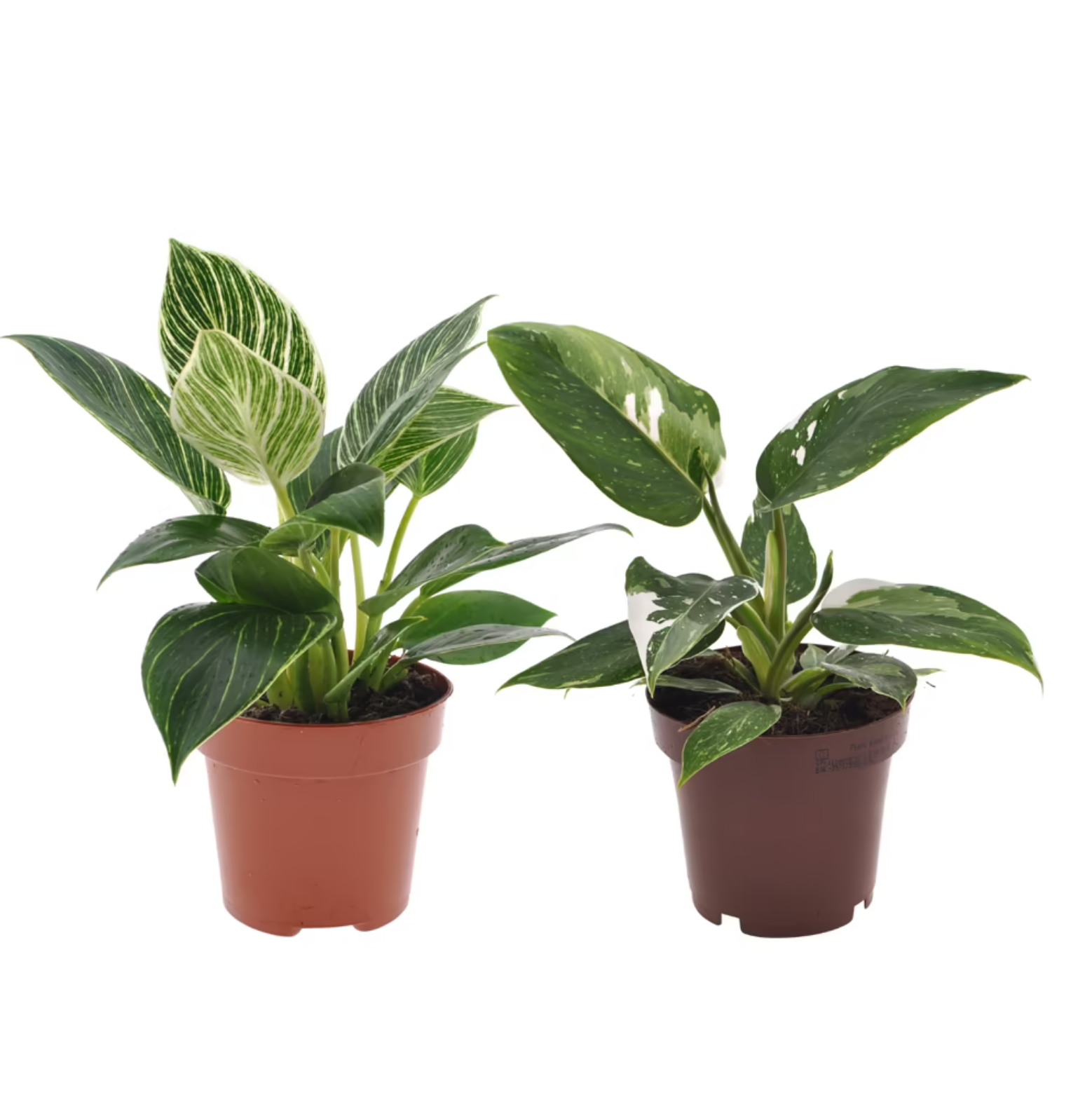 Philodendron Set 'White Touch'