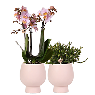 Zimmerpflanzen-Set "Scandic Orchid"