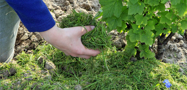 Für eine gute Ernte: Beerensträucher mulchen