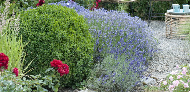 Lavendel: 3 Tipps für die perfekte Blütenpracht 