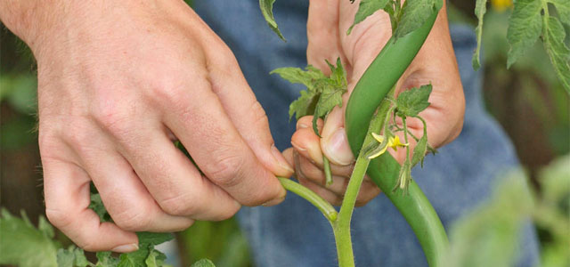 Tomaten ausgeizen