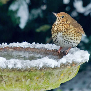 Naturschutz im Dezember