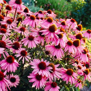 Echinacea purpurea