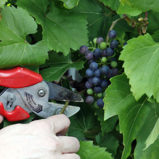 Weinreben im Sommer schneiden: So geht’s 