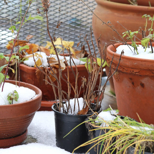 Pflanzen im Winter gießen: Wann und wie viel? 