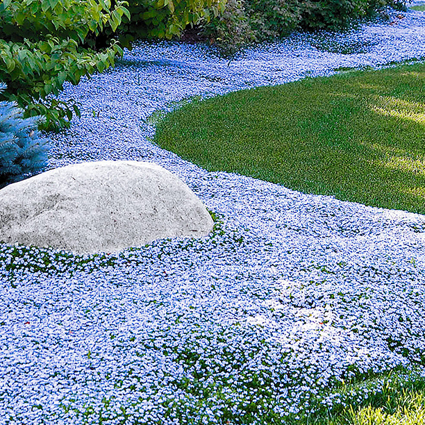 Isotoma 'Blue Foot'®