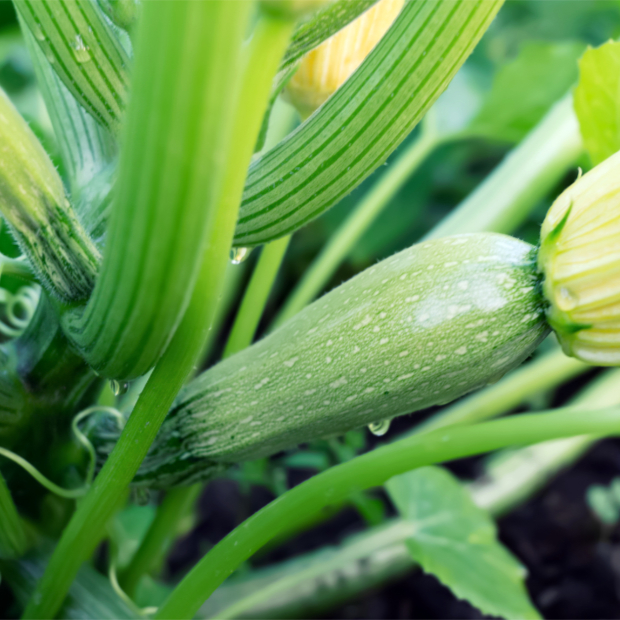 Zucchini Nachbarn