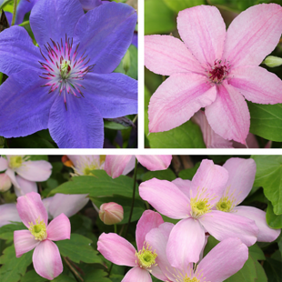 Waldrebe 'Clematis Trio'