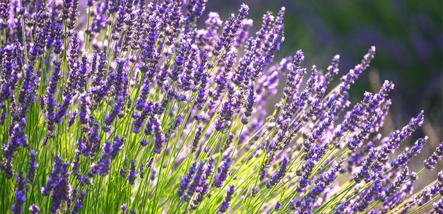 Lavendel pflegen: 3 Fehler, die Sie vermeiden sollten