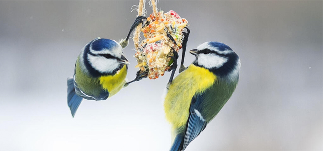 Vögel füttern: Die 3 größten Fehler