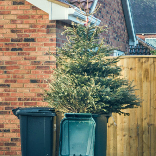 Weihnachtsbaum entsorgen: 5 Recycling-Tipps
