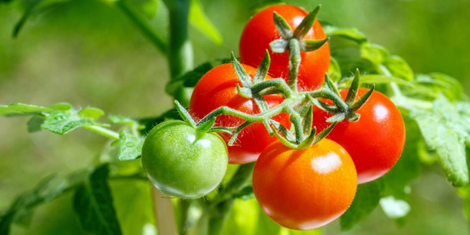 Tomatenpflege: 6 Profi-Tipps