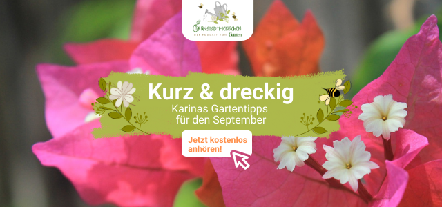 Podcast Grünstadtmenschen Gartentipps September