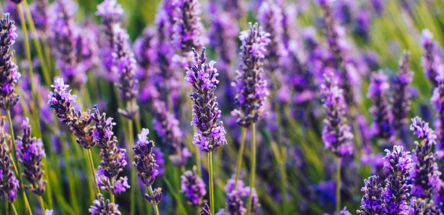 Lavendel schneiden: Wann ist der richtige Zeitpunkt?