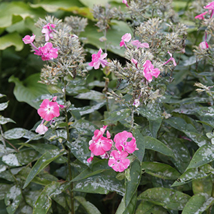 Phlox: Die besten Tipps gegen Mehltau