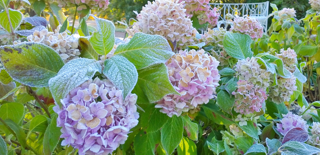 Hortensien überwintern: Die 3 größten Fehler