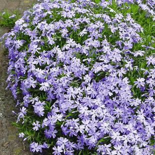 Blauer Teppich-Phlox